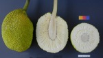 Apparently breadfruit looks like this. Thanks, wikipedia!